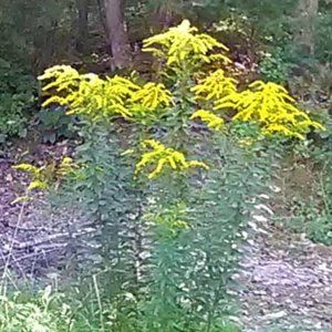 Golden rod plant